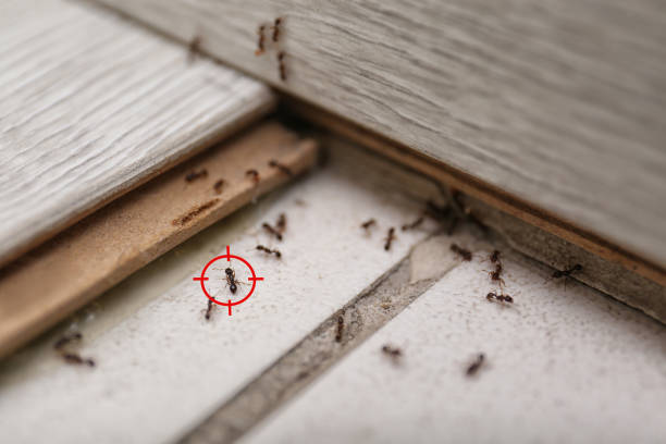 Best Wildlife Control Services  in Las Maravillas, NM