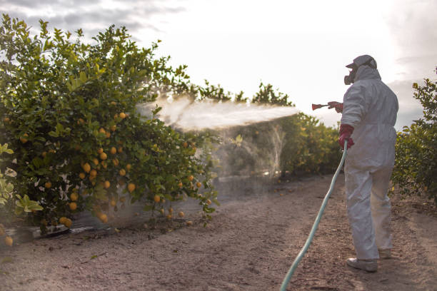 Best Exterminator Services  in Las Maravillas, NM