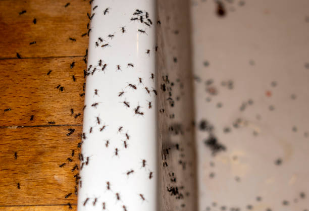 Best Pest Prevention Services  in Las Maravillas, NM