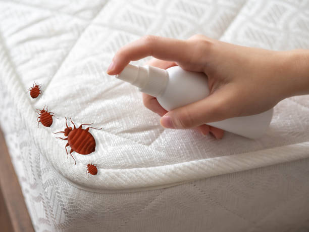 Best Emergency Pest Control  in Las Maravillas, NM