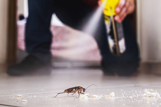 Best Cockroach Control Services  in Las Maravillas, NM