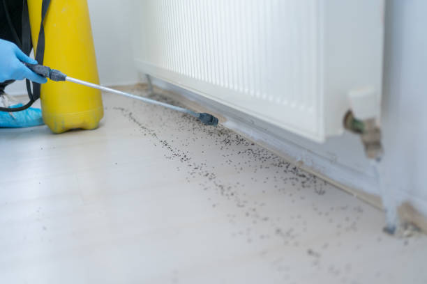 Best Pest Control Near Me in Las Maravillas, NM