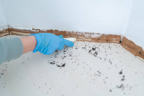 Best Ant Control Services  in Las Maravillas, NM
