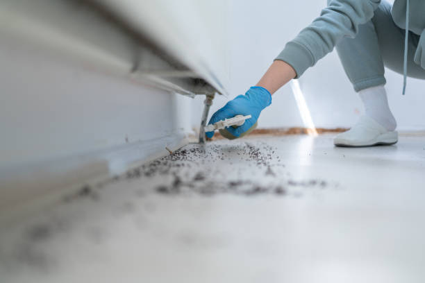 Best Pest Inspection Near Me  in Las Maravillas, NM